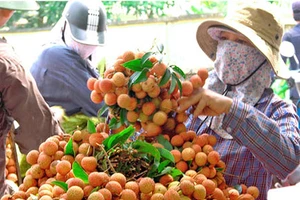 Bí đầu ra, chịu giá thấp