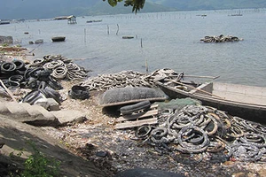 Nuôi hàu làm ô nhiễm vịnh Lăng Cô