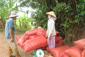 Kinh doanh lúa gạo thua lỗ vì yếu kém