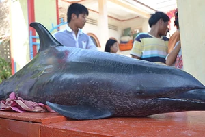 An táng cá voi “lụy” bờ biển đảo Lý Sơn