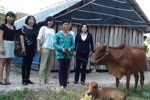 Tặng bò chứ không cho tiền!