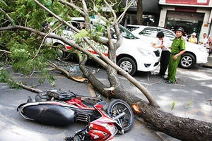 Cây cổ thụ bật gốc đè taxi, xe máy 