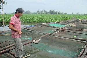 Nhiều nhà máy bức tử sông Vàm Cỏ 