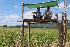 Dân lo bò tót về, kiểm lâm thì say ngủ 