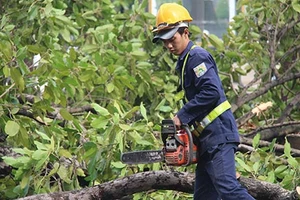 Hạ cổ thụ để xây ga tàu điện ngầm 