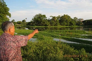 Sen hồ Tịnh xứ Huế đâu rồi?