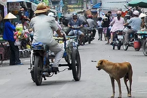Hướng dẫn kỹ cách nuôi chó ở đô thị