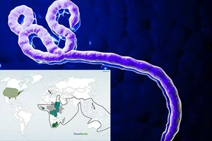 Ba kịch bản đối phó với Ebola 