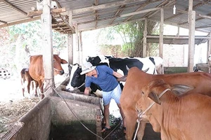 Đường hoàn lương - Bài 1: Kẻ giết người thành chủ nuôi bò sữa