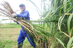 Tốt nghiệp đại học, về quê nuôi bò