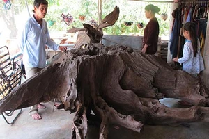 Náo loạn vì “gốc cây trị bá bệnh”