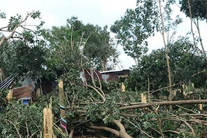 Lốc làm đổ cây cao su, người dân mất trắng