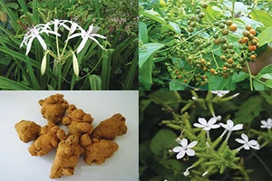 Loại bỏ u xơ bằng thảo dược