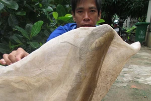 Rắn hổ chúa gây rắc rối pháp lý 