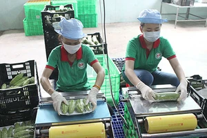 Bàn cách diệt ‘rau sâu’ để xuất khẩu sang EU 