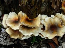 Gần 20 người bị ngộ độc vì ăn nấm ma