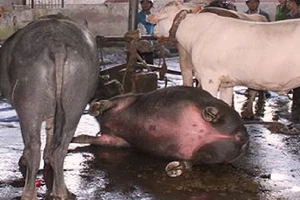 Bơm nước cho trâu, bò đến chết 