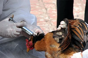 Báo động virus cúm A/H5N8 có thể lây sang người