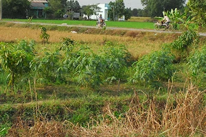 Không dễ tách thửa khu đất lớn 