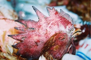 Nhiều khả năng cúm gia cầm lây nhiễm sang người