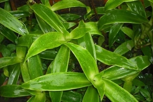 Một kiểu kinh doanh nguy hiểm