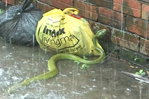 Miền Trung khẩn trương ứng phó rắn lục đuôi đỏ