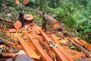 Lâm tặc đốt trạm bảo vệ rừng, cướp còng