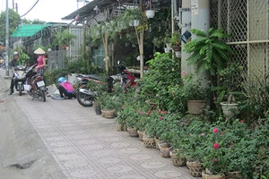 Chưa định thời điểm giải tỏa hàng hoa kiểng đường Thành Thái