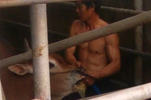 Đột nhập hai cơ sở bò bơm nước ở Đồng Nai