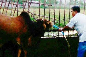 Đồng Nai sẽ 'khai tử' 60 lò giết mổ gia súc 