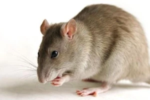 TP.HCM ‘ra quân’ diệt chuột