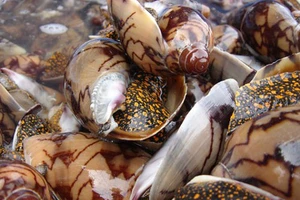 Độc chất ốc biển chưa có thuốc giải