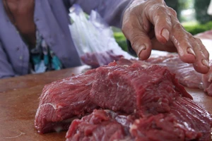 Lái bò dò xét hoạt động kiểm tra của thú y