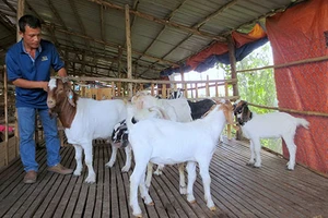 Cho thuê… dê phục vụ tết