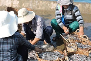 Ngư dân Lý Sơn trúng đậm cá cơm đầu mùa