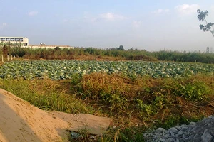 Tin chính quyền, doanh nghiệp mất tiền tỉ