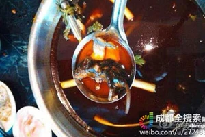 Ẵm 3.000 đô vì chuột ‘bơi’ trong nồi lẩu