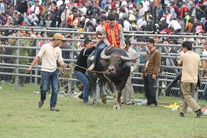 Không thịt ngưu vương trong lễ chọi trâu