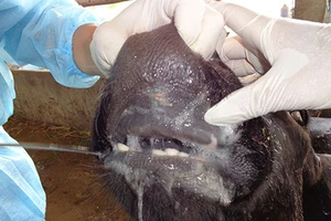 Đòi bồi thường 36 con bò bị tiêu hủy