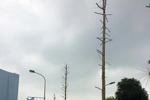 Chặt cây xanh - phát ngôn và quyền công dân 