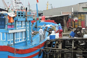 Được mùa, rớt giá, ngư dân lại khốn khó