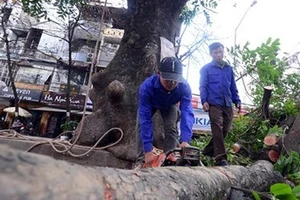 Vụ chặt cây xanh là bài học trong lãnh đạo, điều hành 
