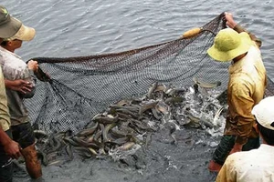 Cá lóc rớt giá, người nuôi ‘treo’ao