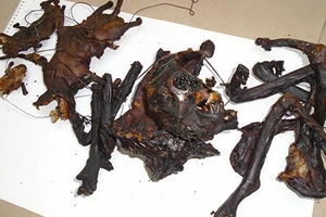 Bắt 'nữ hoàng linh trưởng' sấy khô giữa khu bảo tồn 