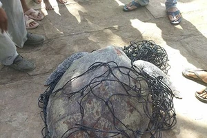 Bạc Liêu: Phát hiện rùa biển nặng 62 kg