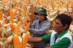 Trồng cây biến đổi gien: Đeo gông phụ thuộc