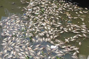 Cá lại chết trắng trên kênh Nhiêu Lộc - Thị Nghè
