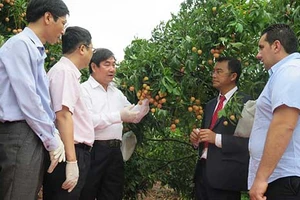 Vải thiều Việt Nam nhận phản hồi tích cực tại thị trường Pháp