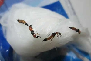 Kiến ba khoang ‘quậy’ ký túc xá