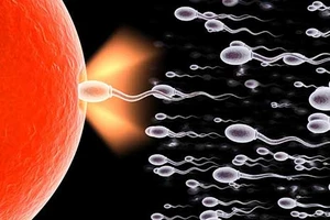 ‘Săn’ tinh trùng sinh viên Harvard 